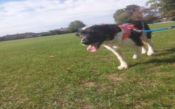 Mixed Breed dogs for adoption: Tilda  - Image 18