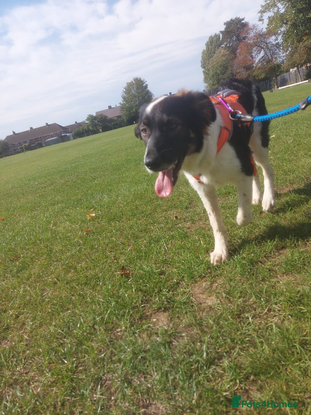Mixed Breed dogs for adoption: Tilda  - Image 18