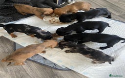 Mixed Breed dogs for sale: Dachshund cross Patterdale - Image 20