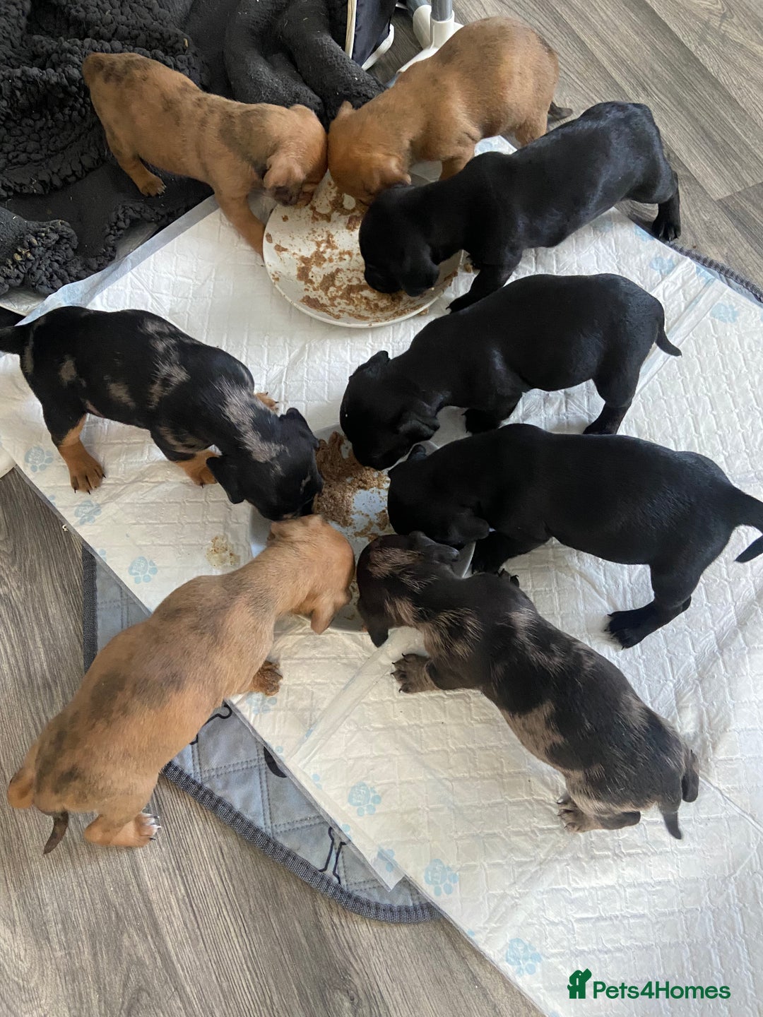 Mixed Breed dogs for sale: Dachshund cross Patterdale - Image 20