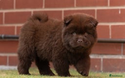 Chow Chow dogs for sale: Chow chow nation  - Image 8