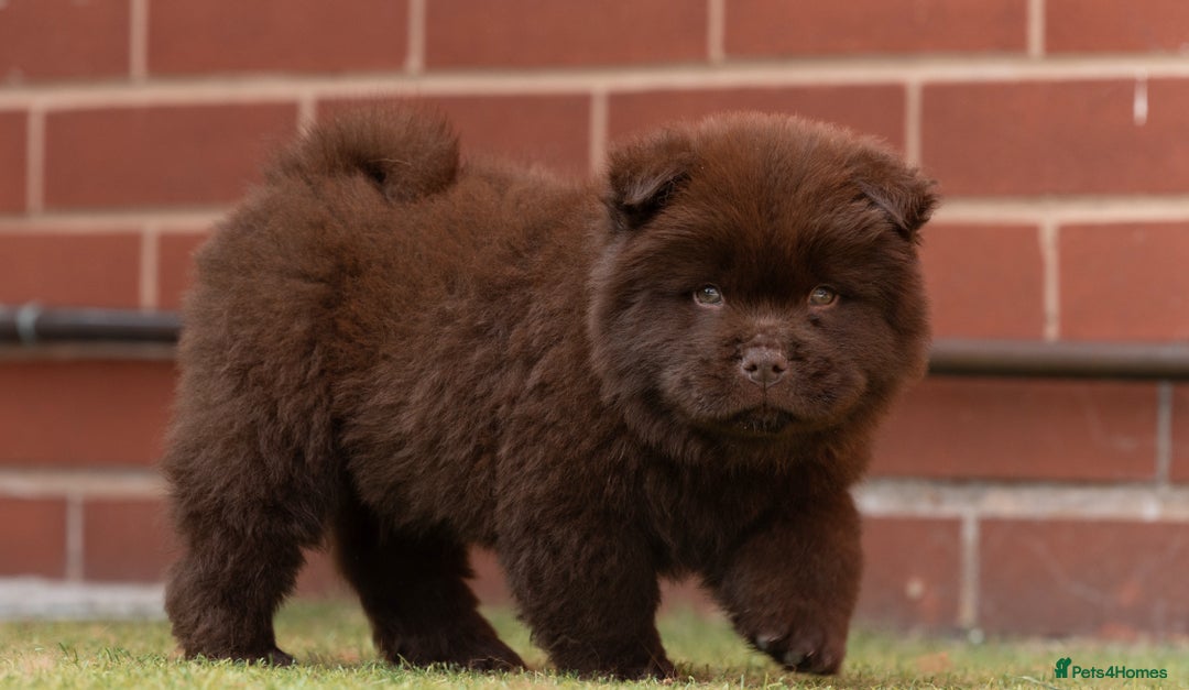 Chow Chow dogs for sale: Chow chow nation  - Image 8