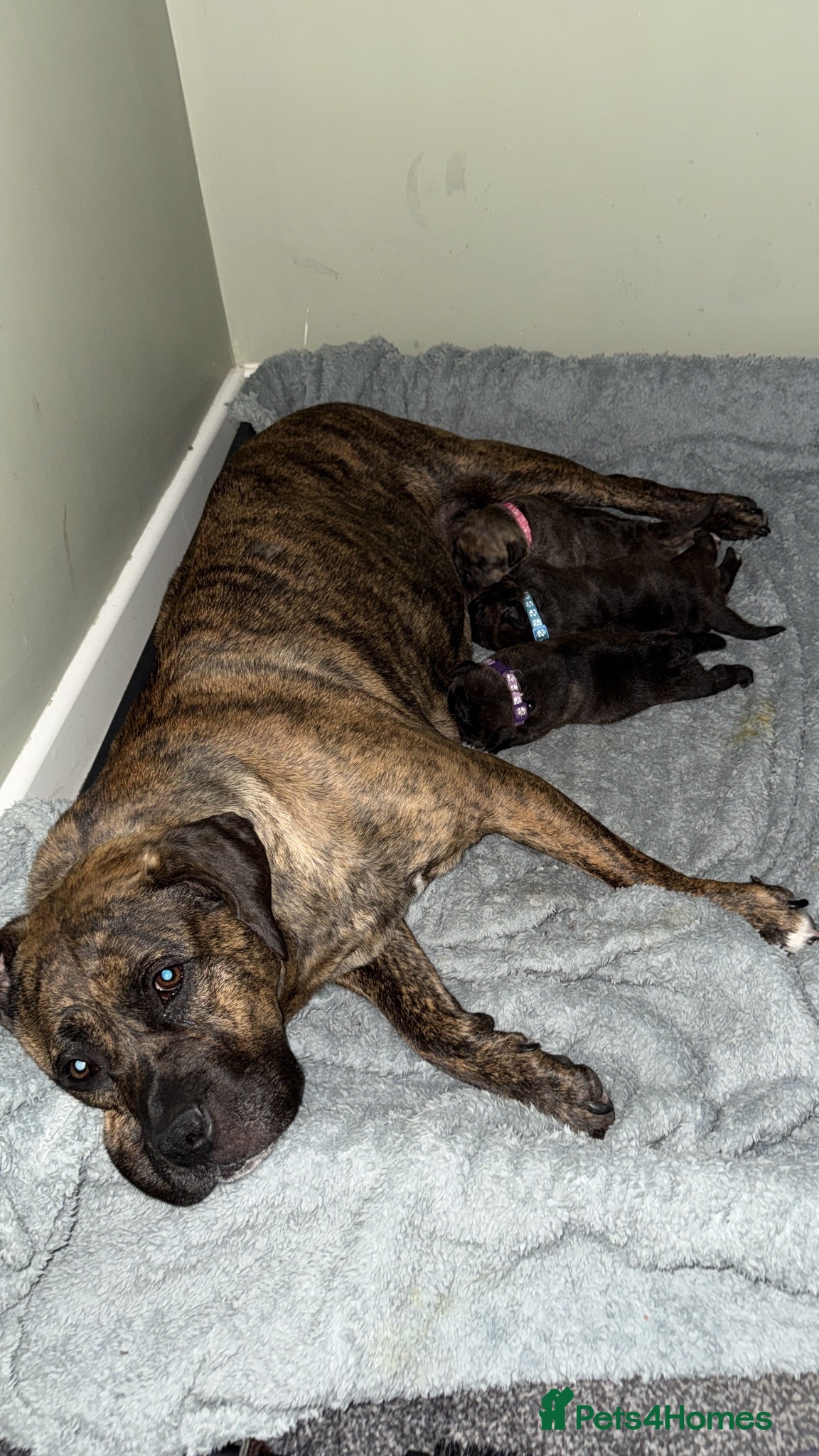Presa Canario dogs Presa canario pups  - Advert 6
