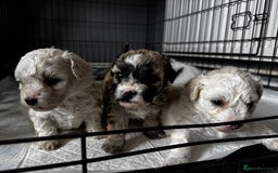 Shichon dogs for sale: 5 beautiful Shichon girls  - Image 12