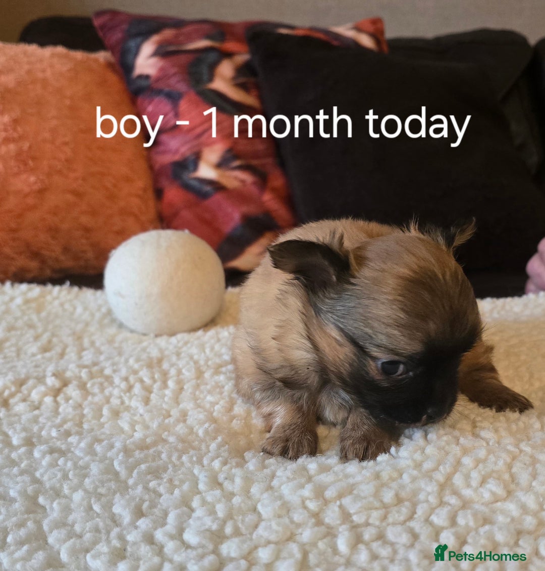 Chihuahua dogs for sale: Chihuahua long coat puppies ...only BOY left - Image 17