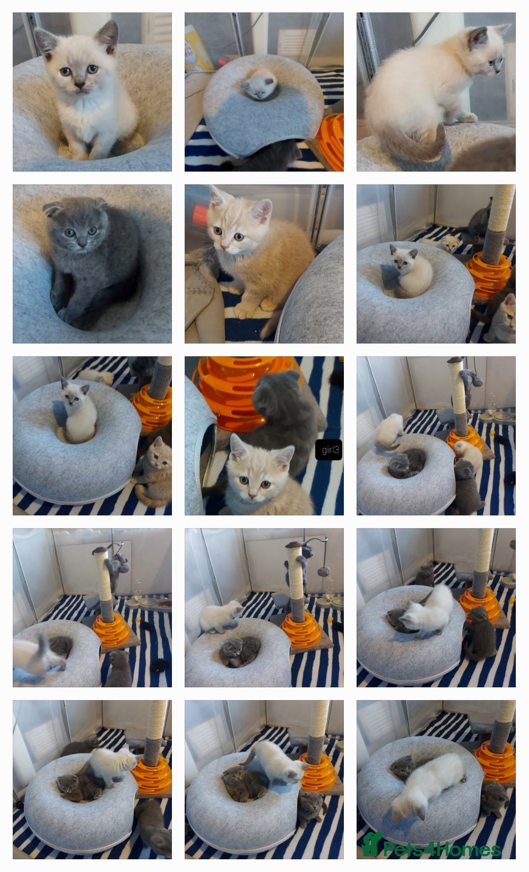 Scottish Fold cats Bradford scotish fold-british shorthair kittens  - Advert 3