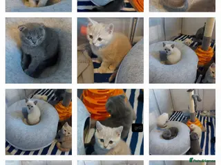 Scottish Fold cats Bradford scotish fold-british shorthair kittens - Advert 15