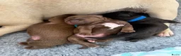 Mixed Breed dogs for sale: Cockapoo X frenchie puppies  - Advert 12