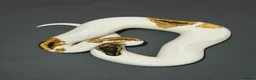 Snake reptiles for sale: 0.1 Yellowbelly Leopard Pied 50%HetLavenderAlbino  in Mansfield - Advert 1
