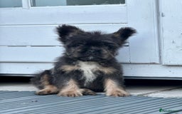 French Bulldog dogs for sale: FLOODLE Male French bulldog pup - Image 3