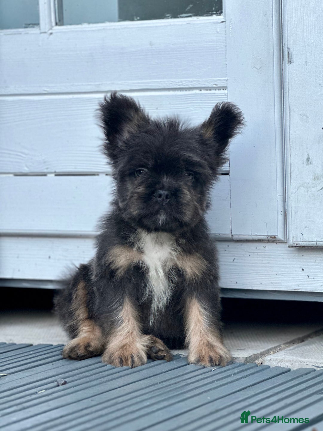 French Bulldog dogs for sale: FLOODLE Male French bulldog pup - Image 3