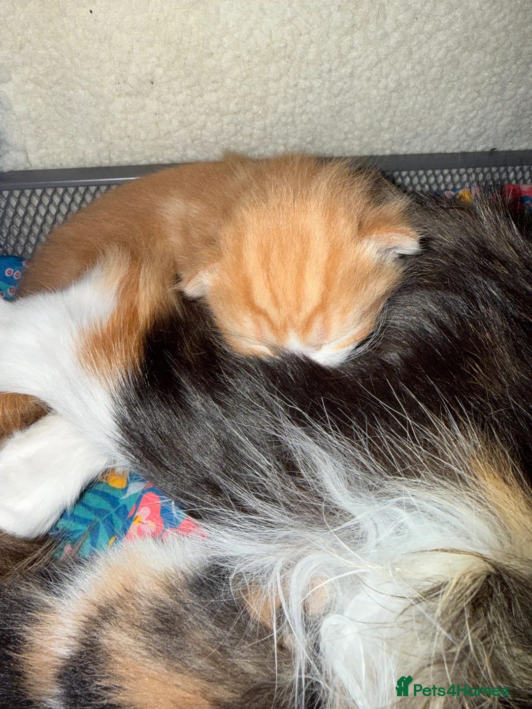 Mixed Breed cats for sale: Beautiful kittens - ready to go on the 18th May 🐱 in Shoreham-by-Sea - Advert 9