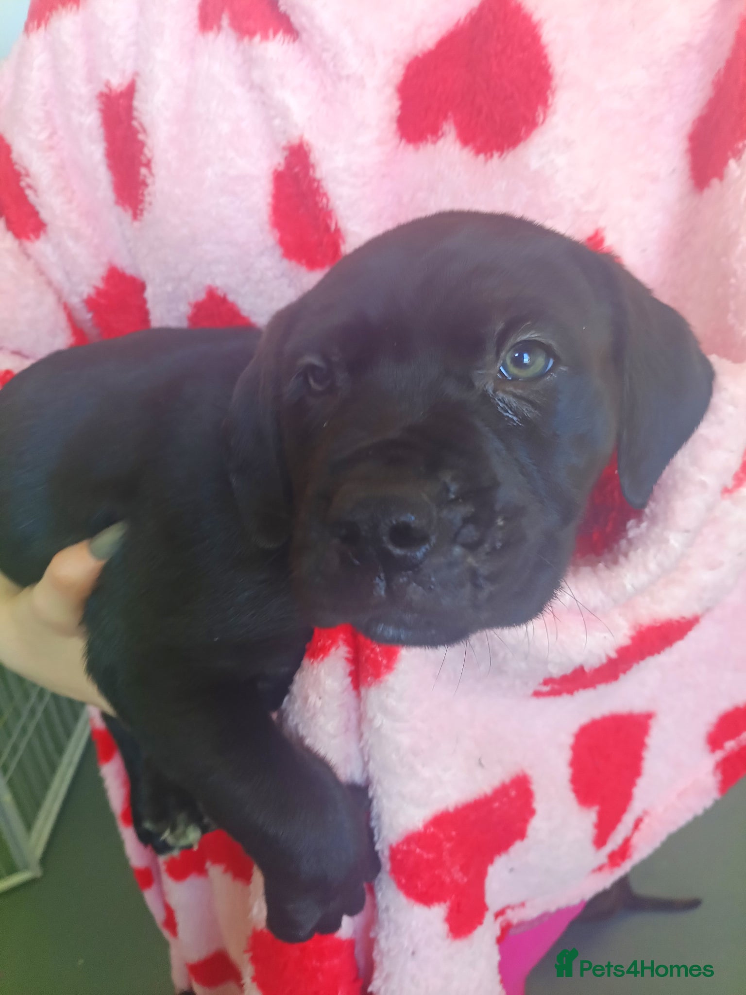 Mixed Breed dogs Bullmastiff cross puppies - Advert 6