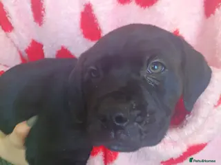 Mixed Breed dogs Bullmastiff cross puppies - Advert 7