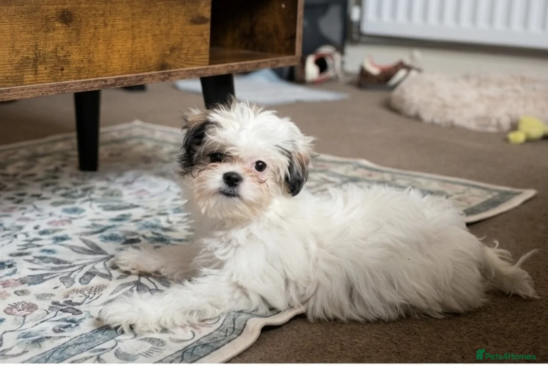 Malshi dogs for sale: MALSHI puppy  - Advert 2