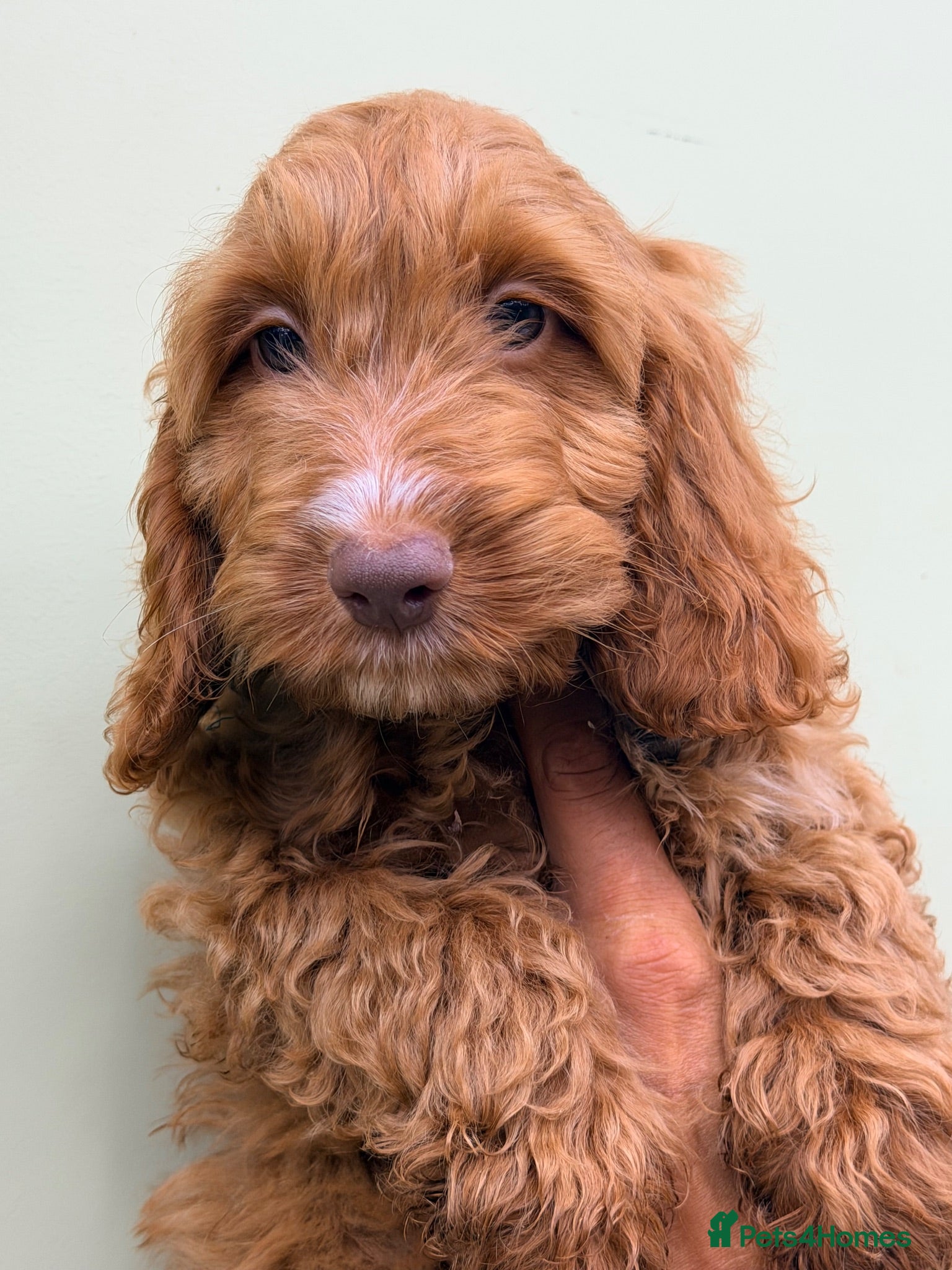 Cockapoo dogs F1 Toy Size Beautiful Pups PRA and DNA Tested - Advert 2