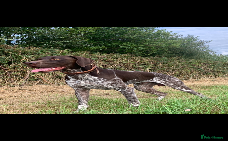 German Shorthaired Pointer dogs - Advert 1