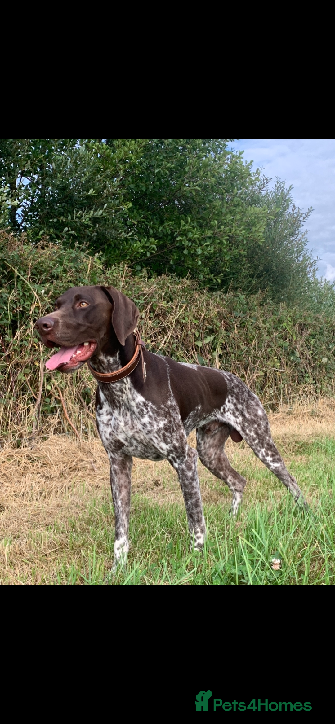 German Shorthaired Pointer dogs for stud: KC registered GSP for stud - Advert 1