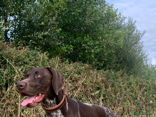 German Shorthaired Pointer dogs KC registered GSP for stud - Advert 3