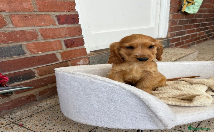 Cocker Spaniel dogs - Advert 12