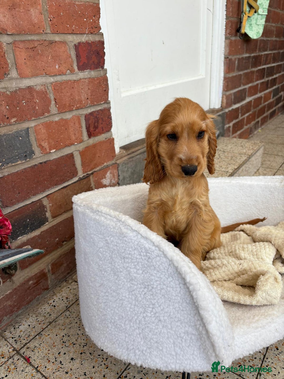 Cocker Spaniel dogs for sale: 1 male show type cocker spaniel available  - Image 1