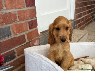 Cocker Spaniel dogs - Advert 26