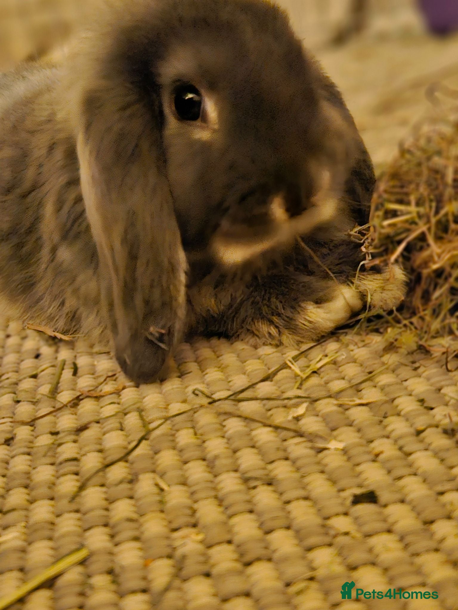 Mixed Breed rabbits Young Rabbits looking for new home - Advert 2