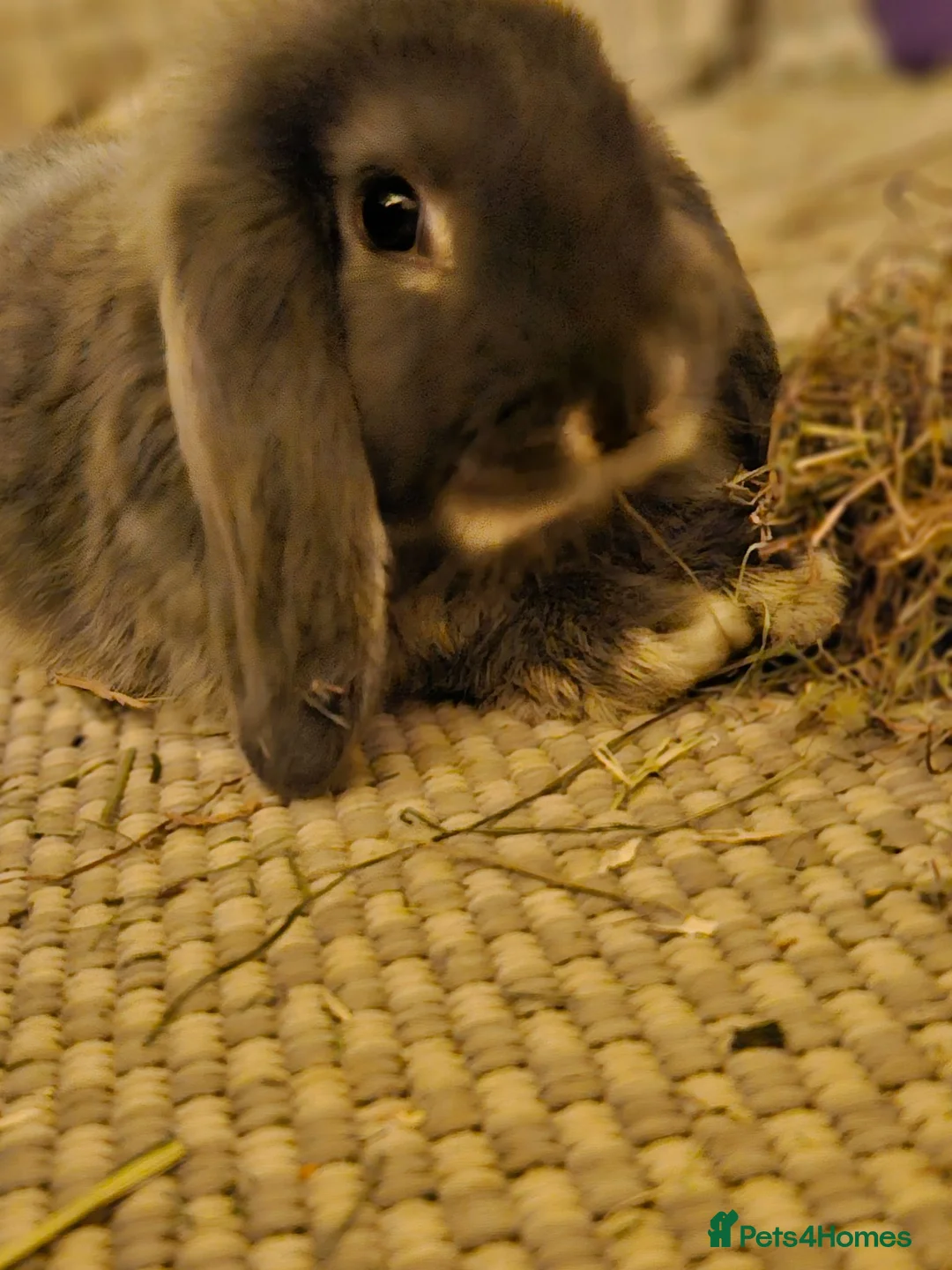 Mixed Breed rabbits for sale: Young Rabbits looking for new home in Alfreton - Advert 2