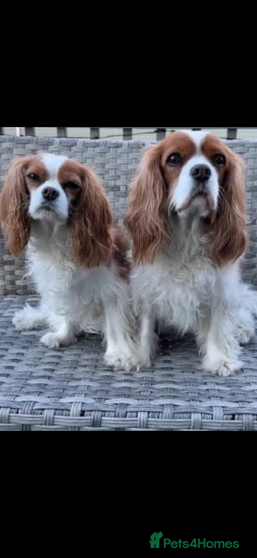 Cavalier King Charles Spaniel dogs for sale: King charles cavalier - Image 8