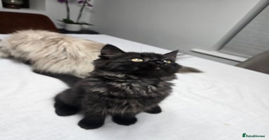 Persian cats Gorgeous half Persian kitten - Advert 2