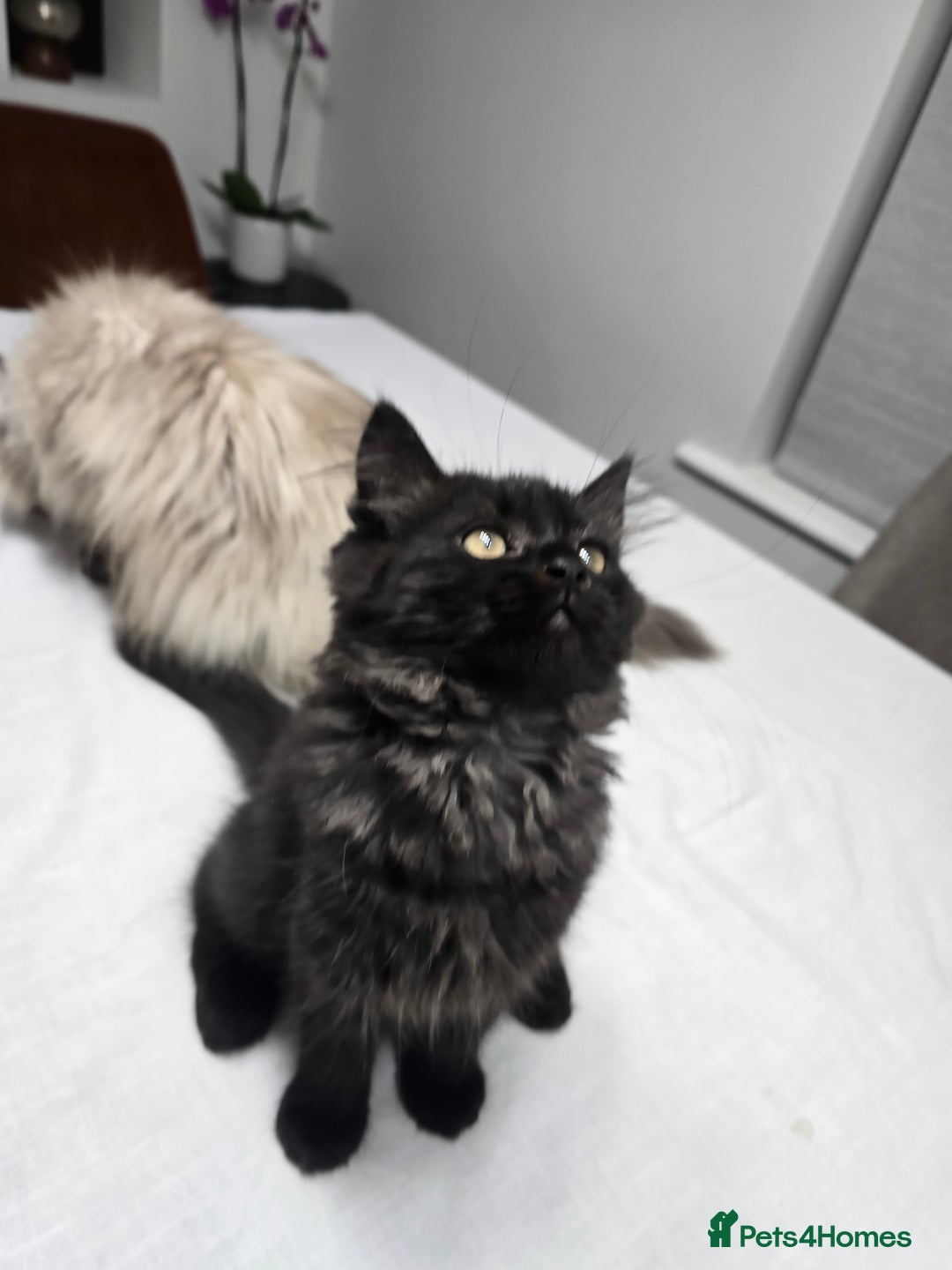 Persian cats for sale: Gorgeous and unique Persian kitten - Advert 3
