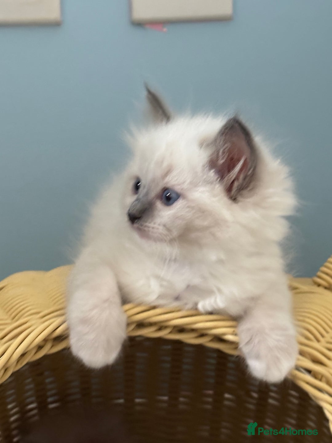Ragdoll cats for sale:  gccf blue mitted girl champion lines 1 left  - Image 18