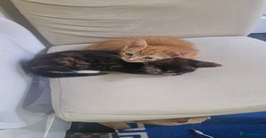 Mixed Breed cats - Advert 10