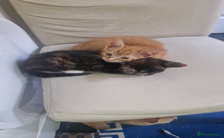 Mixed Breed cats - Advert 1