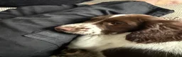 English Springer Spaniel dogs for sale: Boy 5th Gen Liver and White ESS Puppies - Advert 24