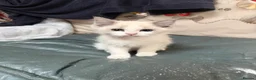 Ragdoll cats for sale: 2 left beautiful ragdoll male kittens - Advert 3