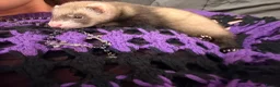Ferret rodents for sale: Female ferret  in Sheffield - Advert 3