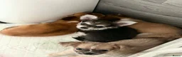 Chihuahua dogs for sale: Adorable pure chihuahua puppies  in Hull - Advert 17