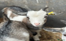 Goats livestock for sale: Hilarious friendly baby Pygmy kids for sale  - Image 8