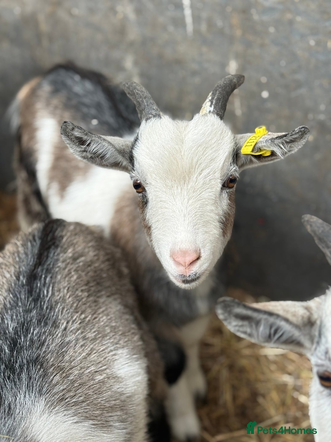 Goats livestock for sale: Hilarious friendly baby Pygmy kids for sale  - Image 8