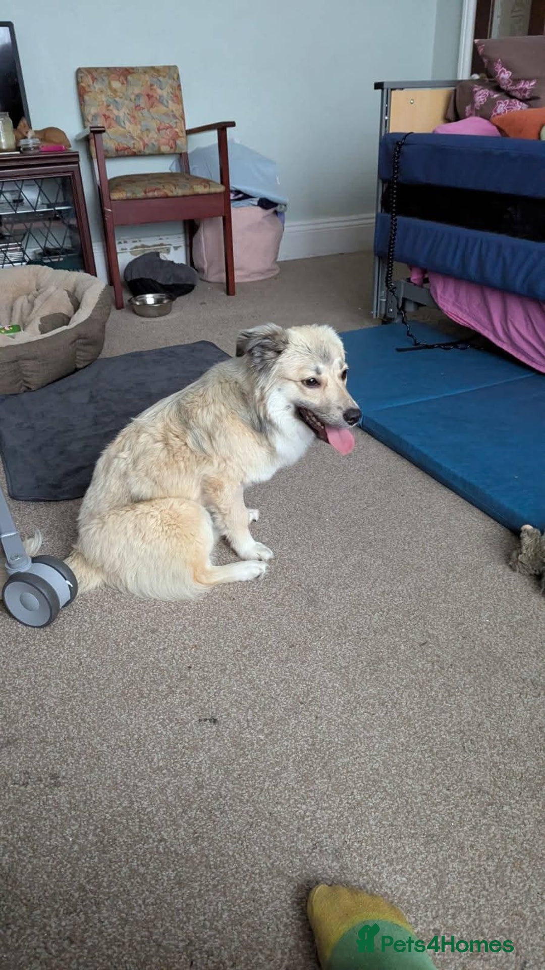 Mixed Breed dogs for adoption: Meet Ziva, currently residing in Sheffield  - Advert 4