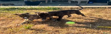 Lurcher 1