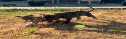 Lurcher dogs for sale: Beautiful lurchers  in Shipston-on-Stour - Advert 5