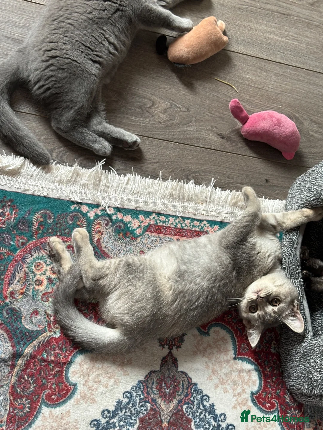 British Shorthair cats for sale: British shorthair kittens  - Advert 14