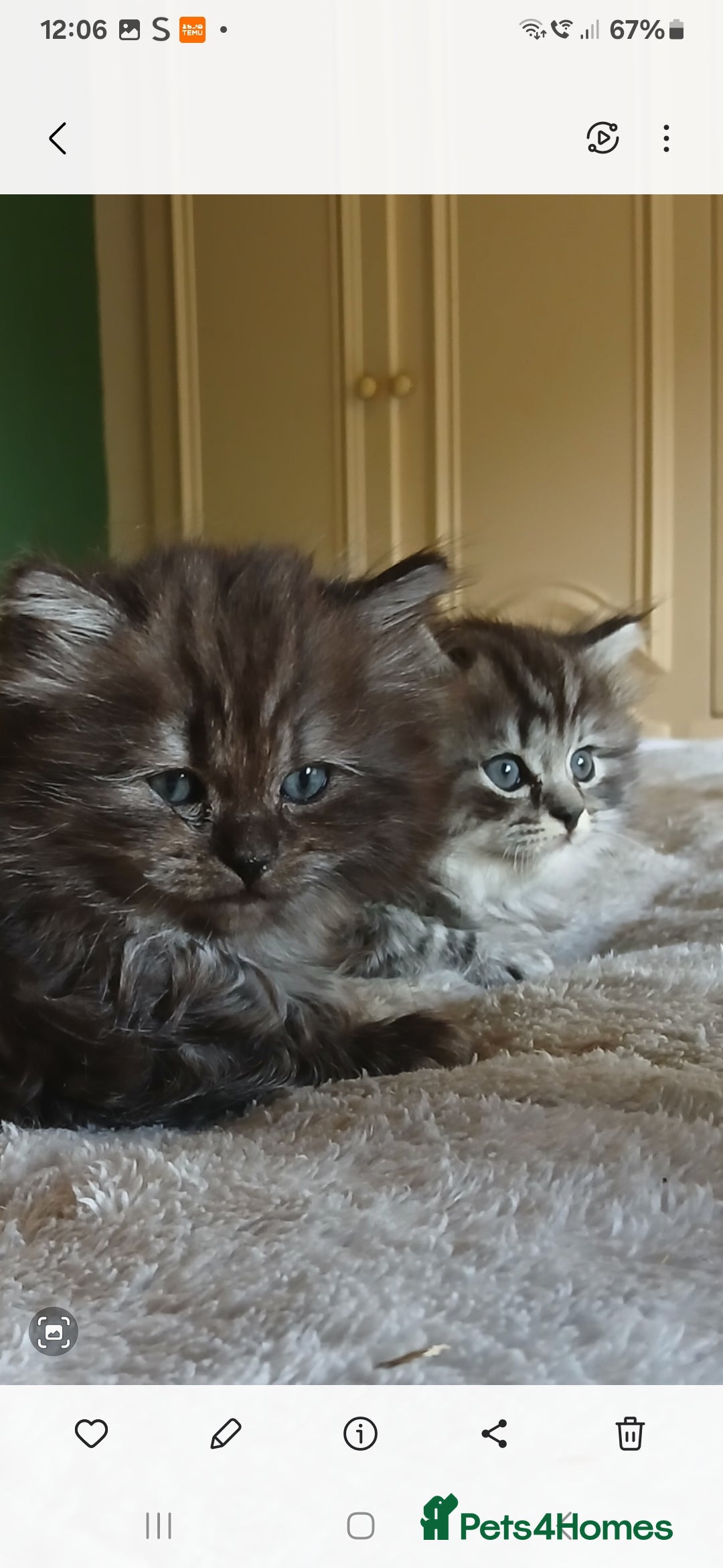 Mixed Breed cats for sale: British long hair cross Ragdoll  - Image 4