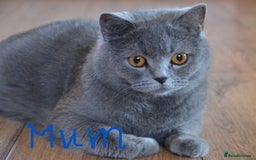 British Shorthair cats for sale: Male Siberian x British Shorthair Lynx–Gorgeous 🩵 - Image 26