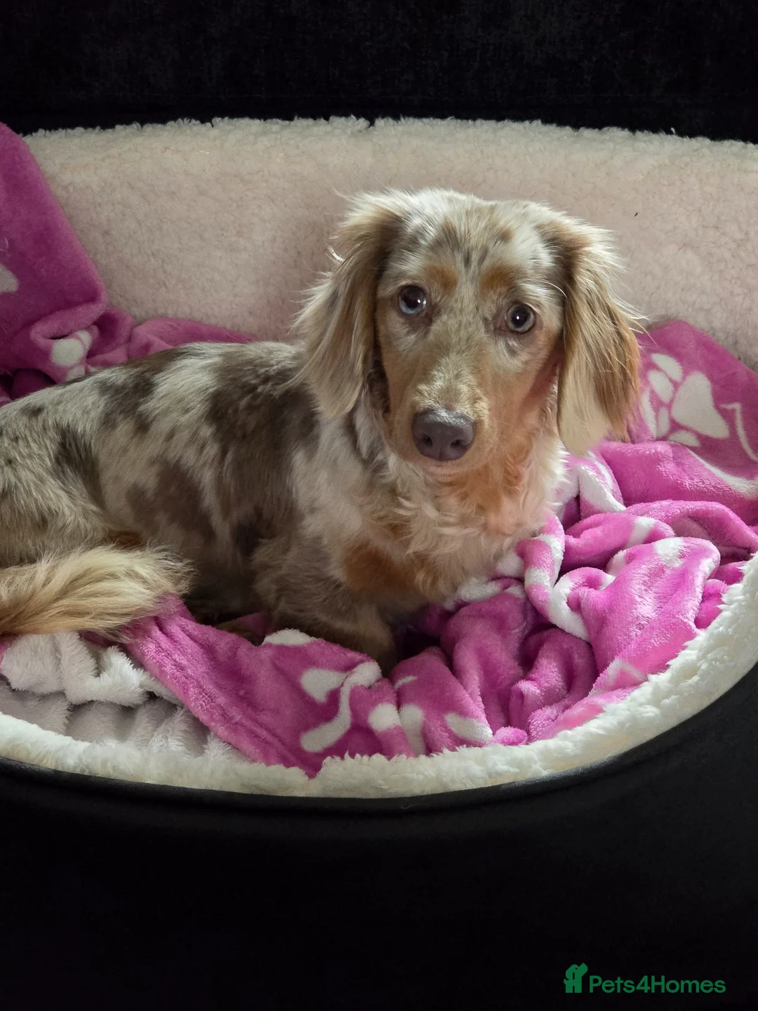 Dachshund dogs for sale: Long haired miniature dachshund  - Advert 1