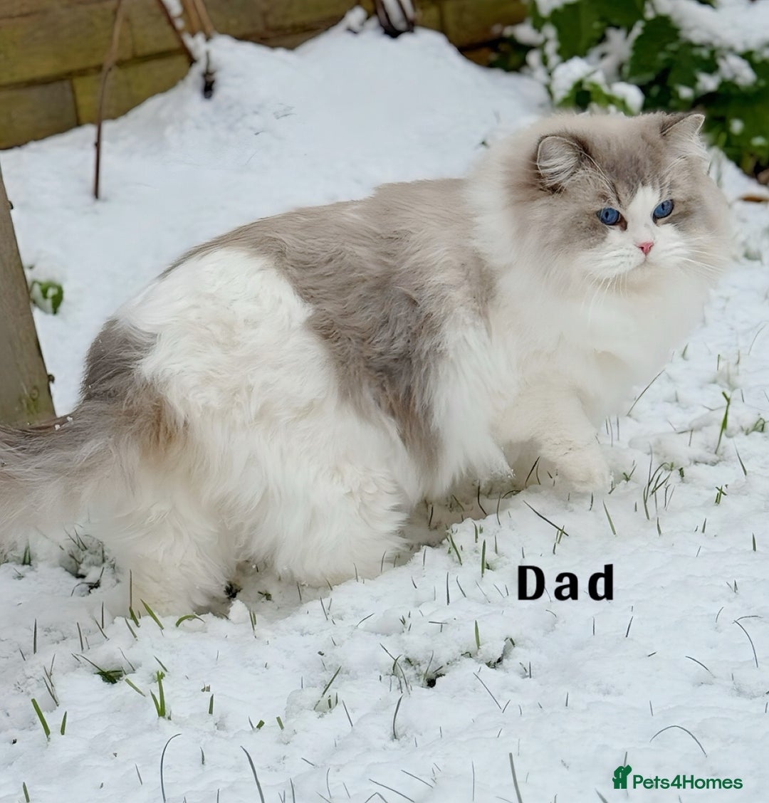 Ragdoll cats for sale: DNA Tested Ragdoll Kitten 1 Male Available  - Advert 9