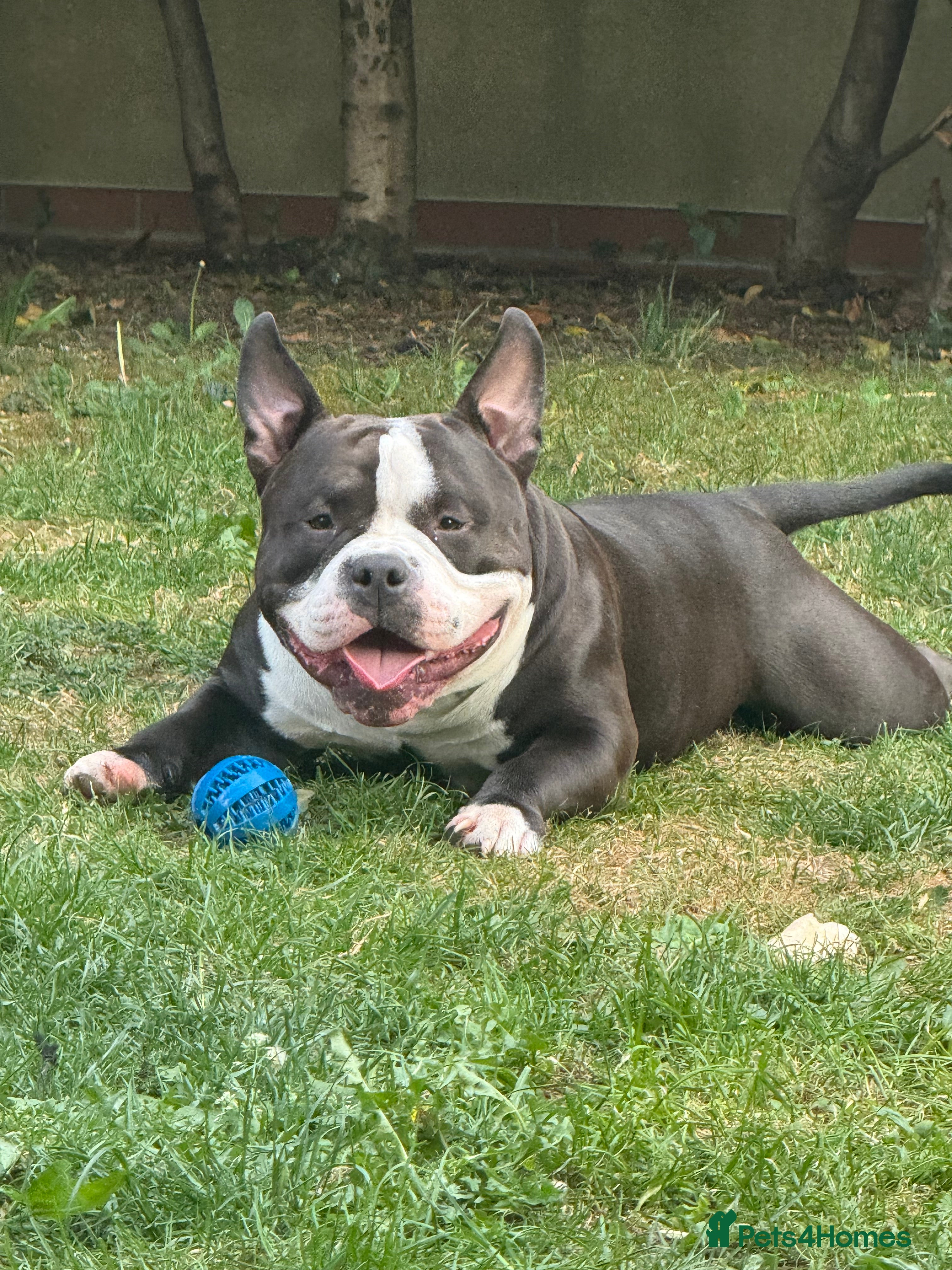 American Bully dogs American bully pocket - Advert 2