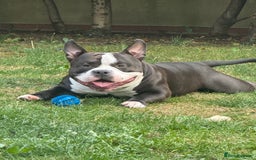 American Bully dogs for stud: American bully pocket - Image 1